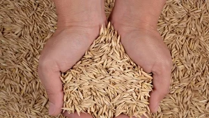 Czy owies może zastąpić pellet? Poznaj zalety i wady takiego rozwiązania.