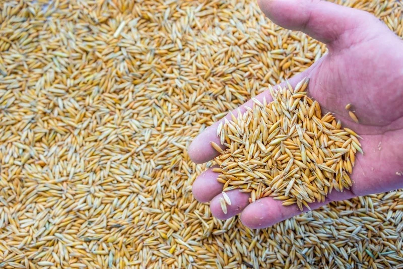 Palenie owsem to świetna alternatywa dla tradycyjnych źródeł ogrzewania