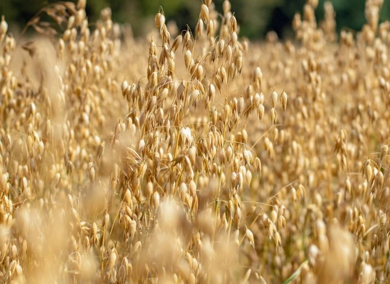 Ogrzewanie domu owsem jest tańsze niż pelletem
