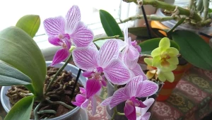 Jest kilka dobrych sposobów na podlewanie storczyków. Który wybrać do swoich kwiatów?