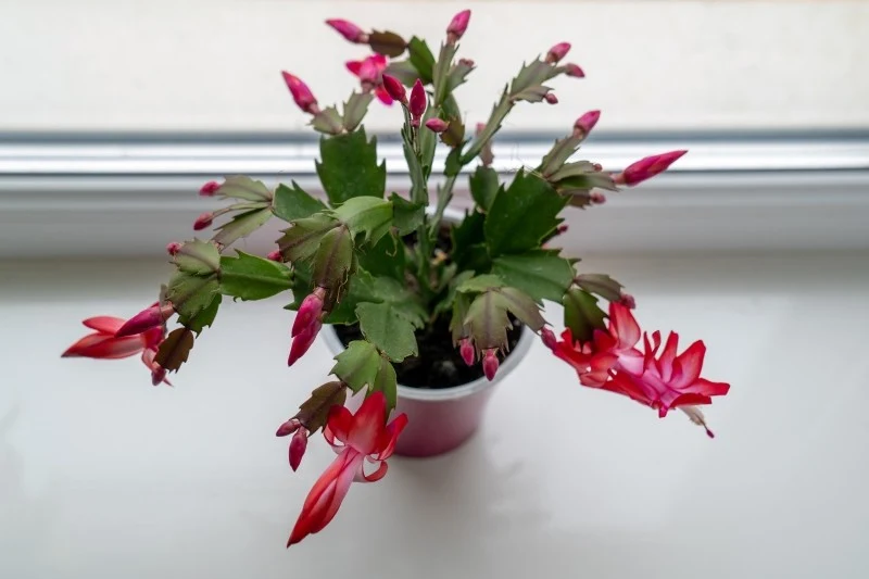 Grudnik nie znosi sąsiedztwa grzejników i innych źródeł ciepła