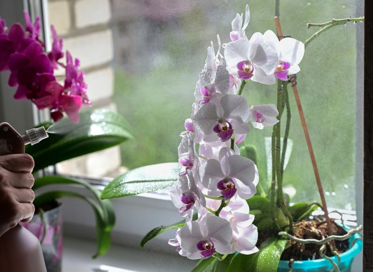 Storczyki można zraszać, ale nie wolno podlewać po liściach.