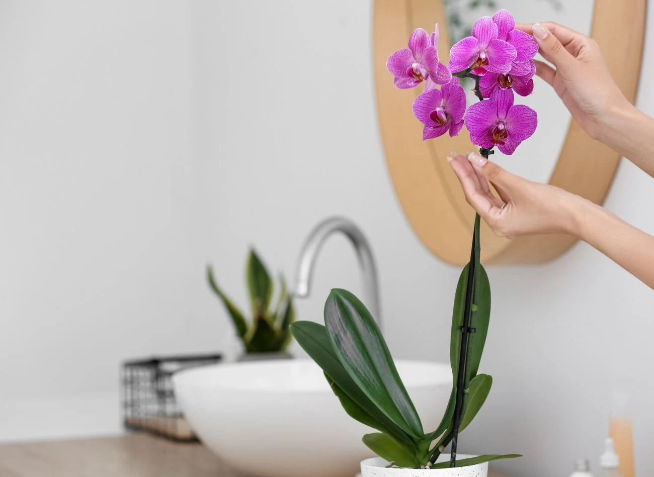 Jedną z metod podlewanie storczyków, jest podstawienie rośliny pod odkręcony kran.