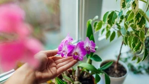 Jak pielęgnować kwiaty doniczkowe w styczniu? To dla nich trudny okres wegetacji.