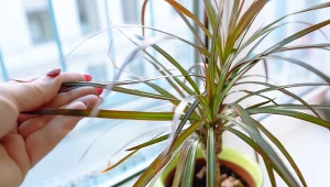 Poznaj powody, dla których dracena gubi liście. Jak dbać o roślinę w zimie?