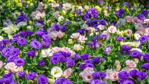 Wysiew eustomy na sadzonki. Możesz zacząć już w grudniu