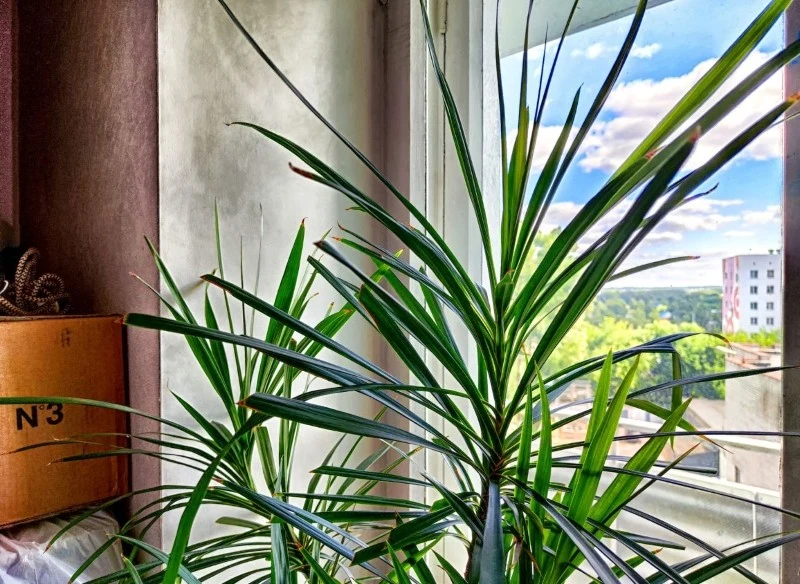 Dracena może gubić liście z powodu przelania lub zbyt suchego powietrza w pomieszczeniu