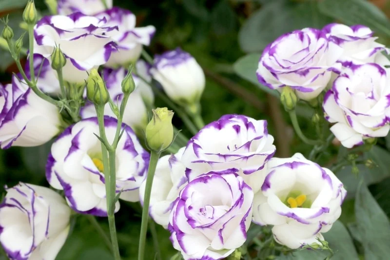 Nasiona eustomy możemy wysiewać już w grudniu lub styczniu