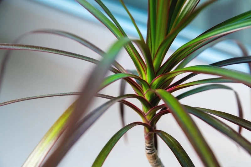 Zimą roślina ma mniejsze zapotrzebowanie na wodę