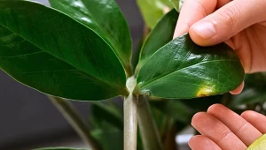 Dla kwiatów takich, jak zamiokulkas zakwas będzie właściwą odżywką. Jakie inne rośliny doniczkowe można podlewać zakwasem z buraków i kiedy warto po niego sięgać?