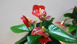 Podlej anturium naturalną odżywką, a wypuści mnóstwo nowych pąków.