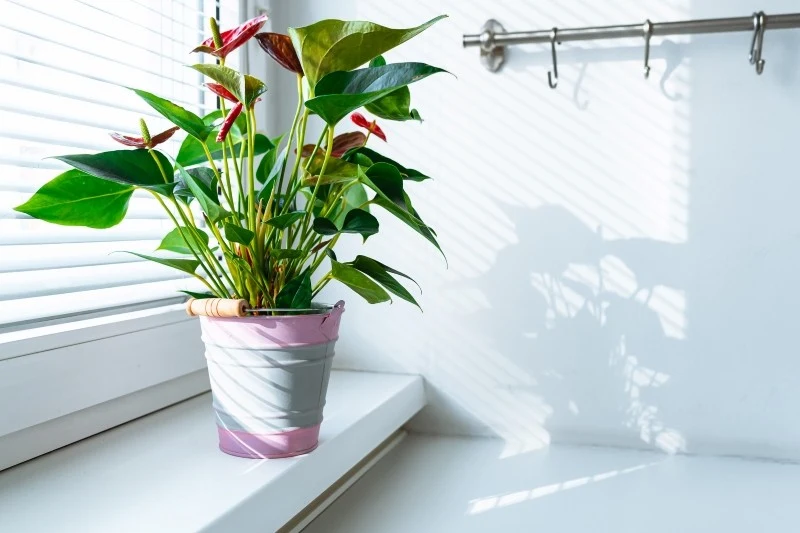 Anturium najlepiej rośnie na stanowiskach jasnych, ale nie toleruje bezpośredniego nasłonecznienia