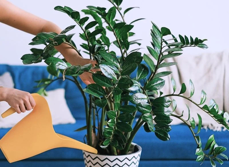 Rozcieńczony zakwas buraczany dodaję do wody i podlewam zamikulkasa, gdy widzę, że mniej bujnie rośnie i widzę, że ten zabieg naprawdę działa