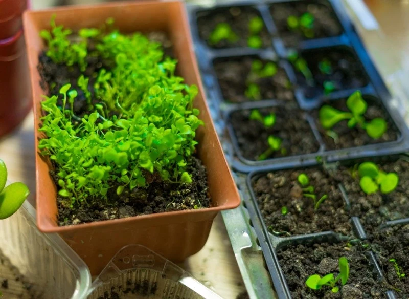 Nasiona lobelii możemy wysiewać w lutym lub marcu