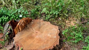 Poznaj najlepsze metody na usunięcie pnia drzewa. Działają niezawodnie.