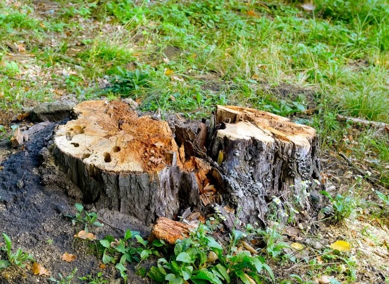 Pień po ściętym drzewie możemy też usunąć mechanicznie poprzez wykopywanie czy frezowanie