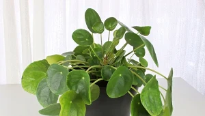 Jeśli pieniążek gubi liście, przygotuj domową odżywkę. Będzie rósł piękny i zdrowy.