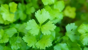 Kolendrę można uprawiać w domu przez cały rok. W ogrodzie wysiewa się ją wiosną.