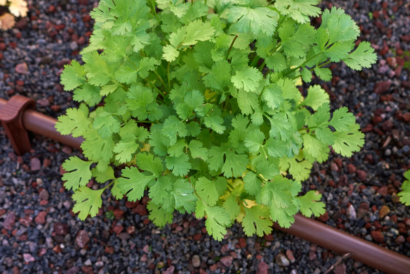 Kolendra powszechnie używana jest jako dodatek do zup, potraw z roślin strączkowych, jaj, ryb, drobiu