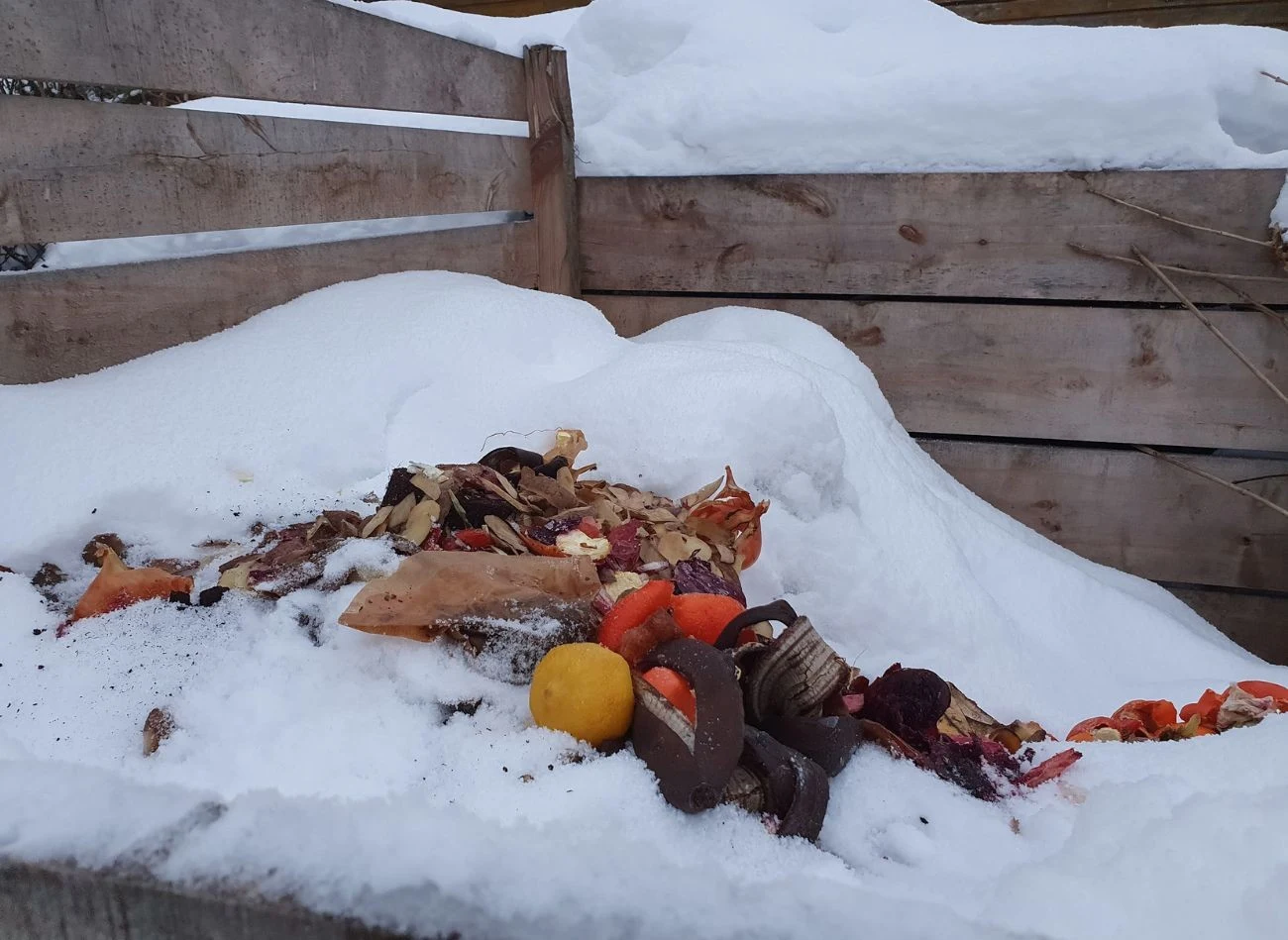 Zimą unikaj wrzucania do kompostownika zgniłych cytrusów lub ich skórek.