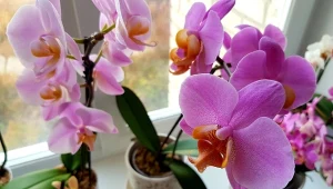 Storczyki lubią stanowisko jasne i dobrze oświetlone. Zwłaszcza w zimie.