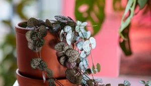 Ceropegia woodii to piękna roślina cieniolubna, która dobrze znosi ograniczony dostęp do światła.