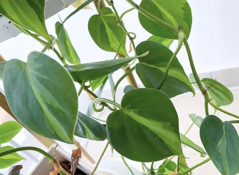 Filodendrony doskonale radzą sobie w słabo oświetlonych miejscach