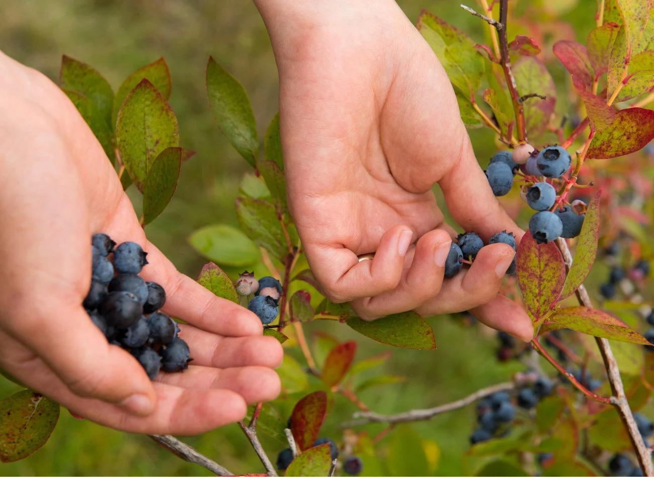Sok z cytryny jest najlepszym środkiem czyszczącym zabrudzenia po zbieraniu i robieniu przetworów z jagód.