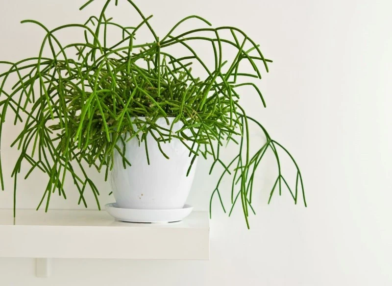 Patyczak zwisający to nietuzinkowa roślina cieniolubna, która stanowi interesujący element dekoracji wnętrza