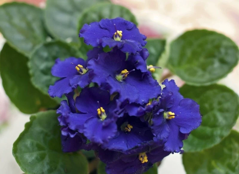 Fiołek afrykański nie lubi mocnego, bezpośredniego słońca, preferuje stanowiska zacienione