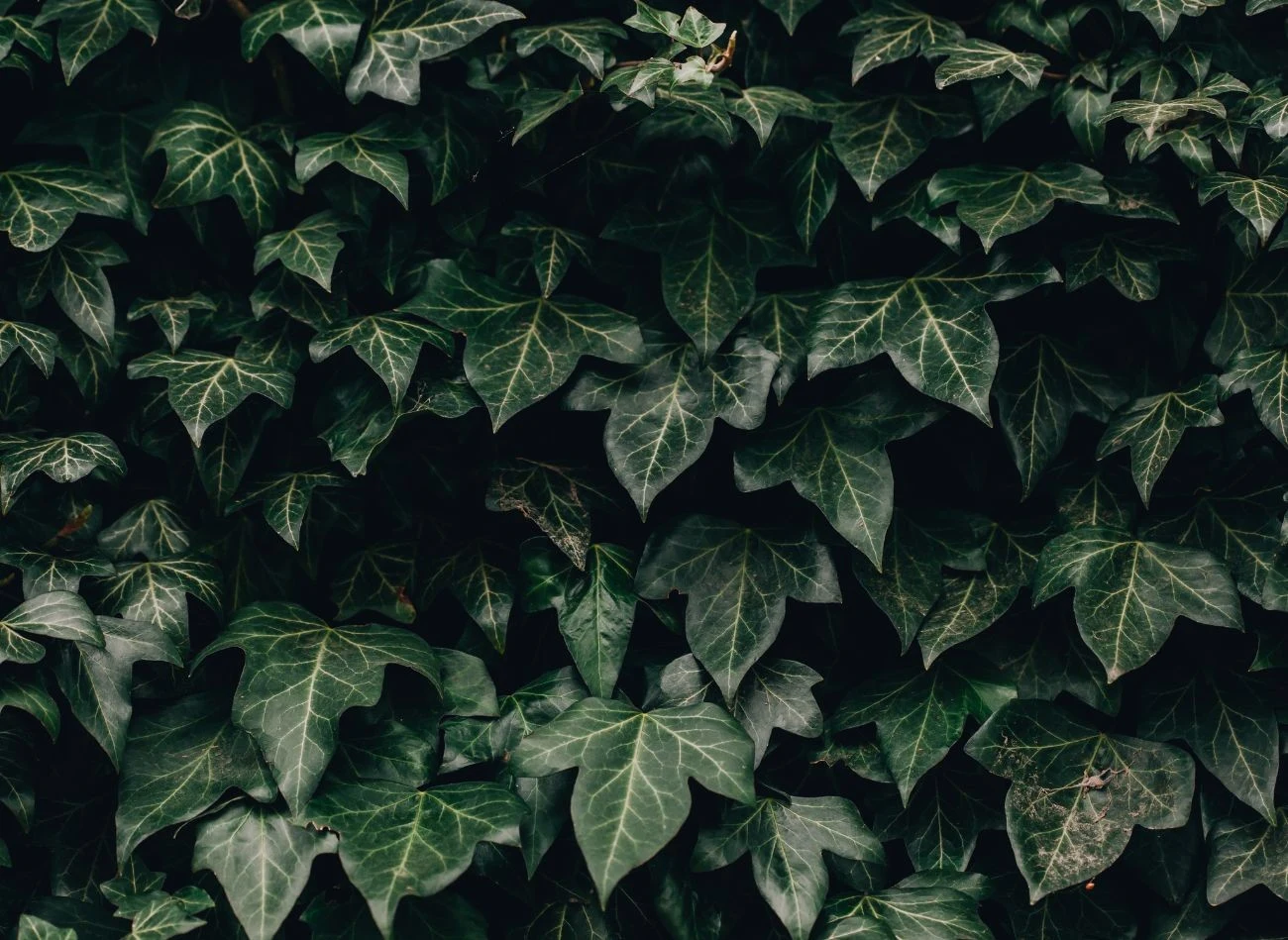 Zastosowanie cytryny na miejsce poprzenia bluszczem pospolitym natychmiast przynosi ulgę.