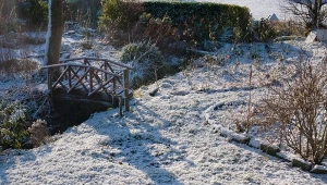 Czy śnieg chroni, czy niszczy rośliny? Wiele zależy od tego, jak wiele zalega go w ogrodzie.