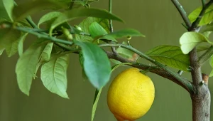 Uprawa drzewka cytrusowego w domu to świetny pomysł na niebanalną i egzotyczną dekorację.