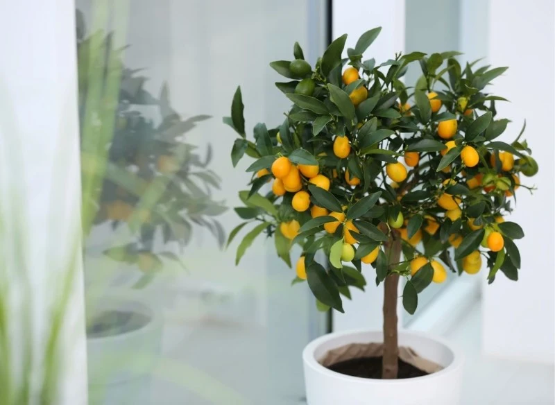 Drzewka cytrusowe potrzebują bardzo dużo światła, ale powinno ono być rozproszone