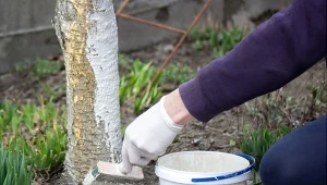 Czy można bielić drzewa owocowe białą farbą emulsyjną? Ważny jest skład farby