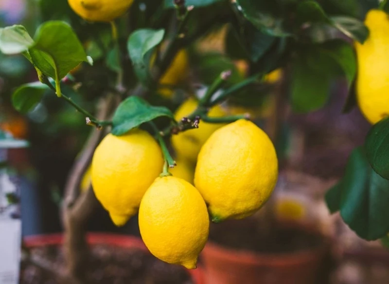 Drzewka cytrusowe w doniczce wymagają dość intensywnego nawożenia