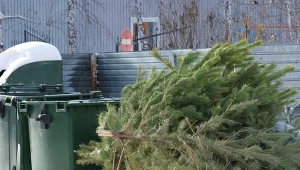 Wyrzucenie choinki to najprostsze rozwiązanie. Można ją jednak wykorzystać na kilka sposobów.