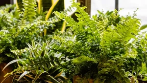 Odżywka do paprotki z soli epsom wspomaga regenerację roślin po zimie i stymuluje wzrost.