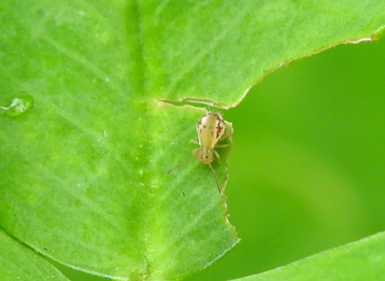 Skoczogonki są białe, kremowe lub szare. Posiadają widełki skokowe, dzięki którym mogą skakać po roślinie.