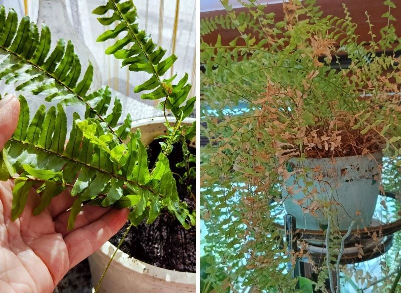 Usychająca paproć potrzebuje odżywienia