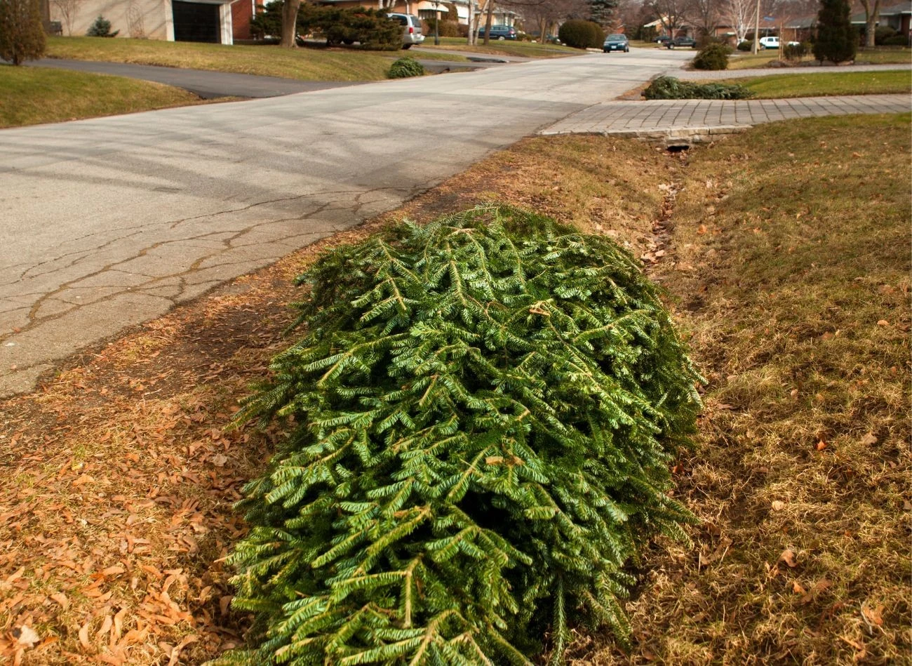 Choinki nie można wyrzucić byle gdzie