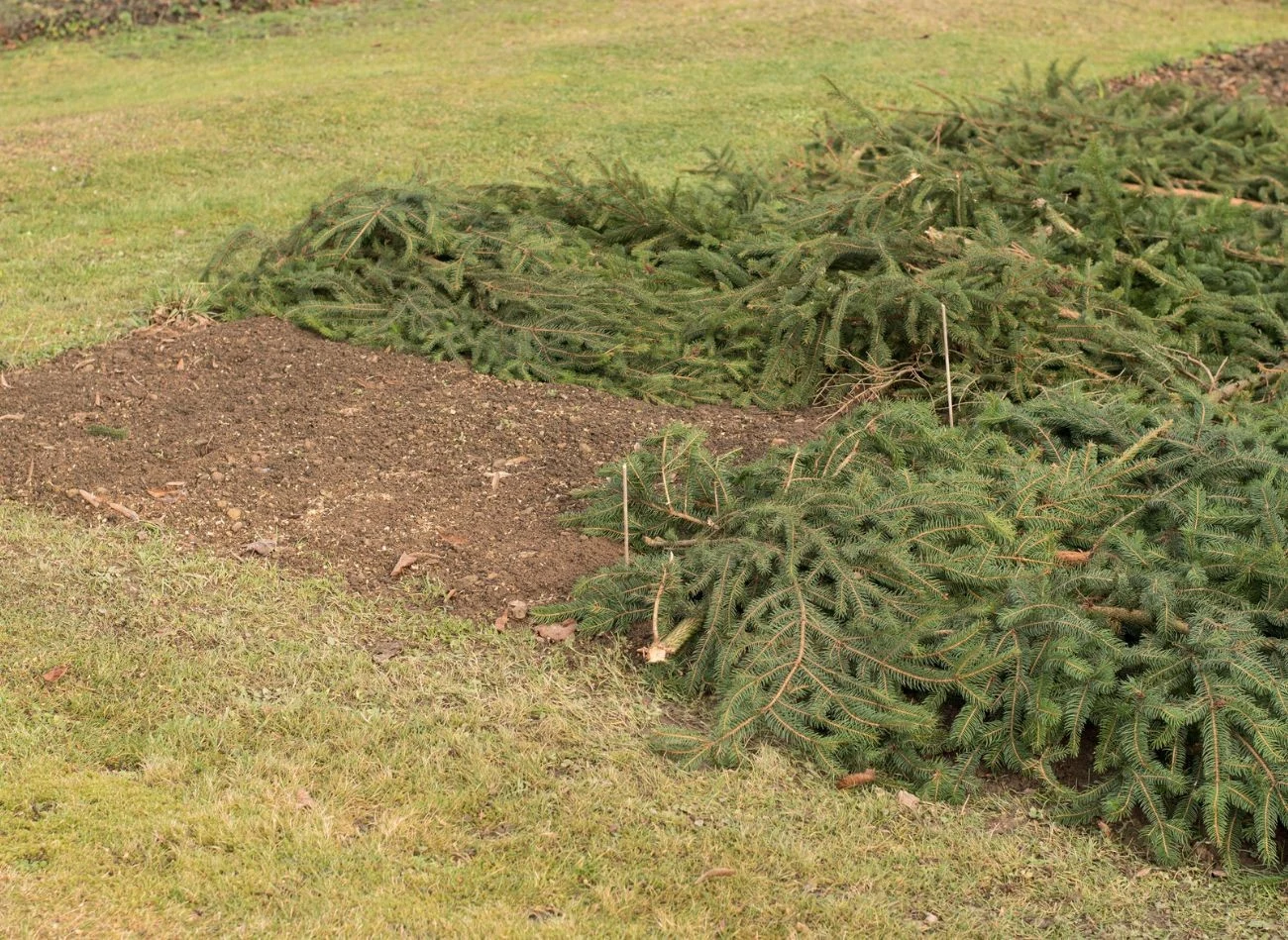 Choinka nie musi trafiać po świętach do kosza. Możesz wykorzystać ją w ogrodzie do roślin przed mrozem.