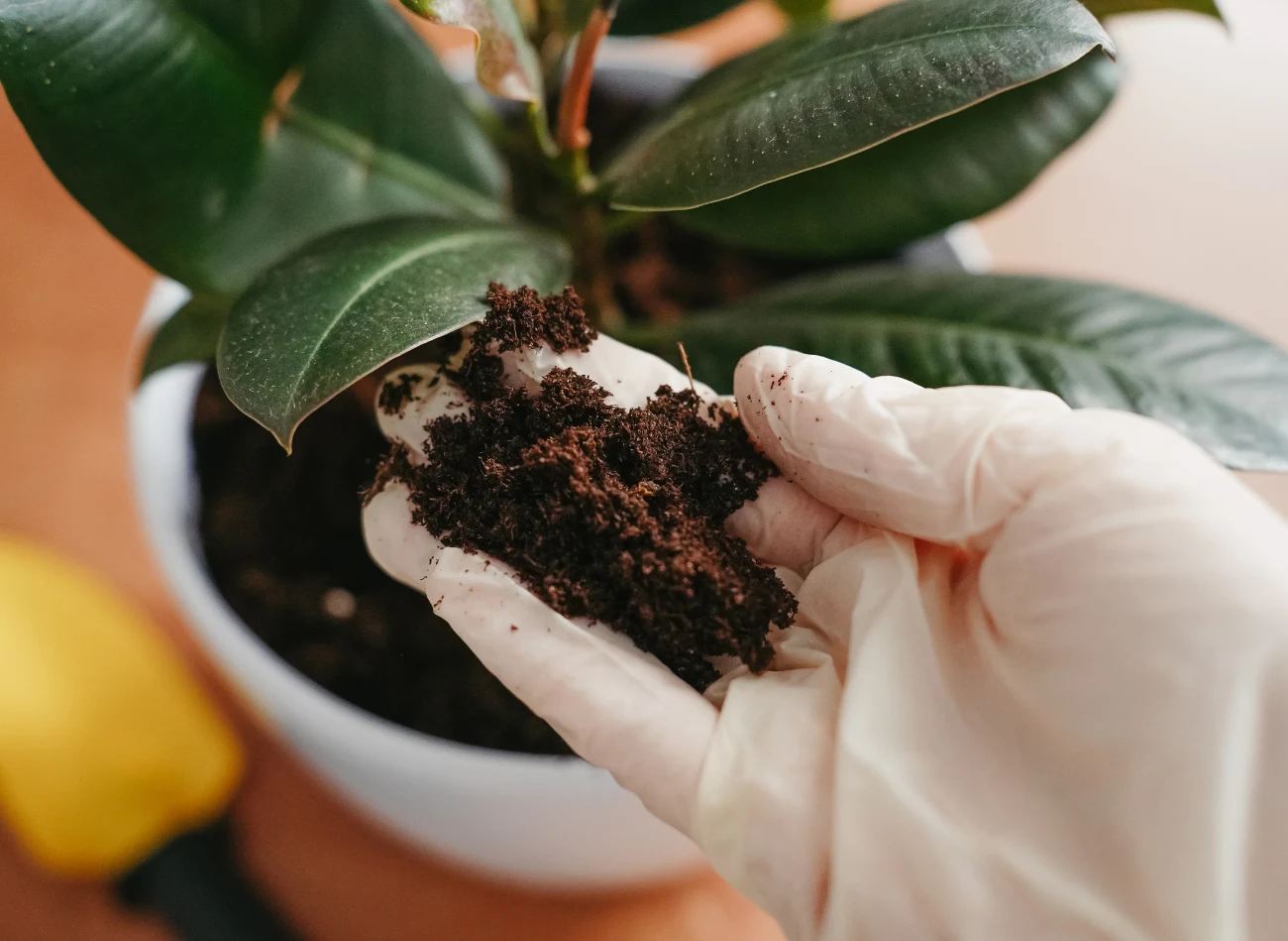 Skoczogonki lubią wilgotne warunki i żyzne podłoże. Dlatego częściej uszkadzają rośliny, które są nadmiernie podlewane.