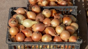 Poznaj sprawdzony sposób na przechowywanie cebuli, dzięki któremu główki będą twarde i zdrowe.