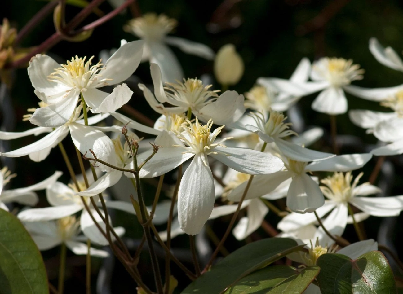 Powojnik Armanda Snowdrift zachowuje liście przez cały rok. Fot. emer1940