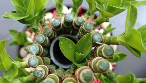 Dracena Sandera nazywana jest bambusem szczęścia (lucky bamboo).