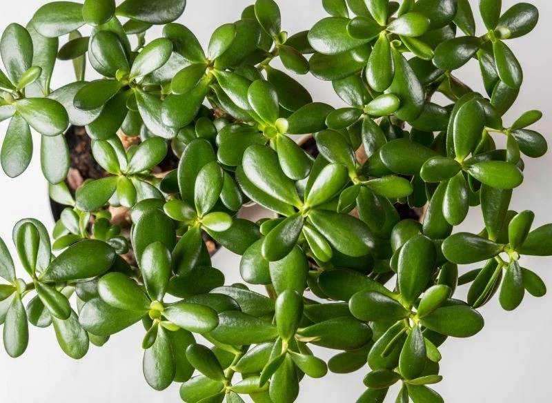 Grubosz jest jedną z roślin, która ma przyciągać do domu szczęście i spokój