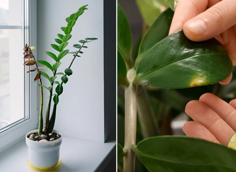 Liście zamiokulkasa mogą żółknąć z różnych powodów