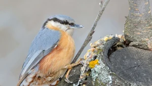 Kowaliki mają wiele talentów. Sprawdź, czym je dokarmiać, by ułatwić im przetrwanie w trudnym czasie.