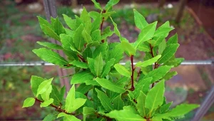 Sprawdź, jak dbać o drzewko laurowe w zimie oraz jakie ma właściwości.